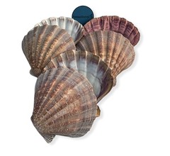 NESSASTORES – Natural Lion Paw Scallop Nautical Dish Beach 6 Pairs, Brown