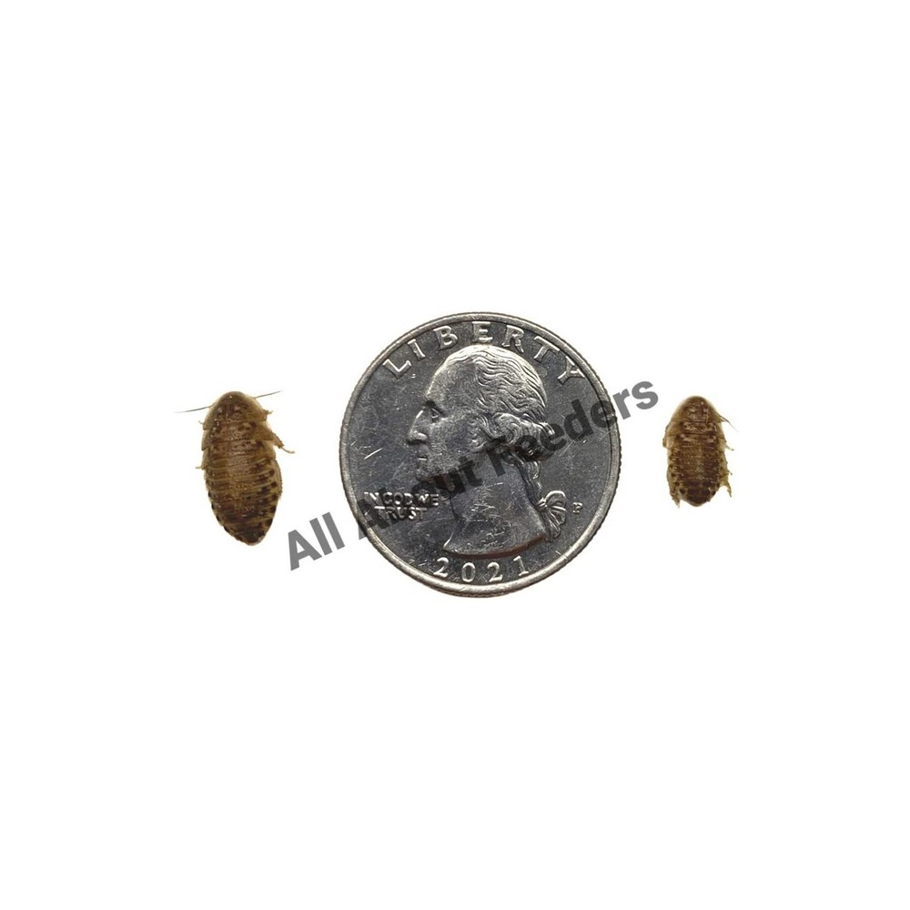 dubia roaches 700 Small