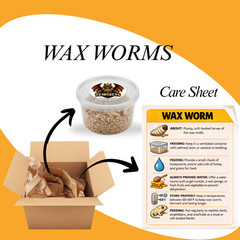 250 Live Wax Worms Feeder Insects for Reptiles Amphibians Birds & More