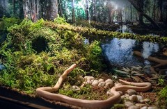 Galápagos 05348 Mossy Cave Hide 6″ Green Sphagnum
