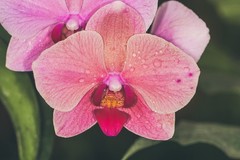 Orchid Potting Soil Mix (3 Cups / 1 Quart) 1 qt