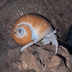 Natural Hermit Crab Shell Set Small To Medium Sizes Replacement Housing