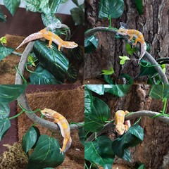 5Pcs Reptile Vines for Terrarium 13FT Flexible Jungle Climbing Vine Branch fo…