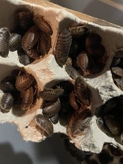 Mix Count Of Dubia Roaches