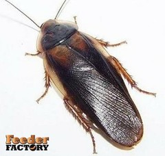 Dubia Roaches – 4 different sizes – Adult Males and Females – FREE SHIPPING