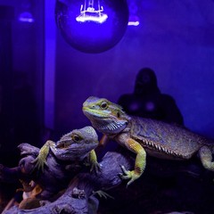 2PCS Reptile Heat Lamp, 150W Night Heat Bulb Moonlight Bulb Purple Infrared H…