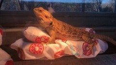 DONUTS 🍩 PRINTS LRG ATTACHABLE RESTING BED SET COVER 4 BEARDED DRAGONS