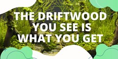 NATURAL MANGROVE DRIFTWOOD #312 WYSIWYG – AQUASCAPING, SUPER PRICE!! DECORATION