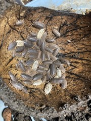 50+ Porcellio Dilatatus Giant Canyon • Live Isopods • Feeders • Cleaner Insects