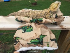 JOHN DEER PRINTS LRG RESTING BEIGE BED COVERS ONLY NO FRAME BED 4 BEARDED DRAGON