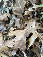 Real Oak Leaves Dried 2 Gallon Bags Aquarium Terrarium Isopod Food Fish Leaf New