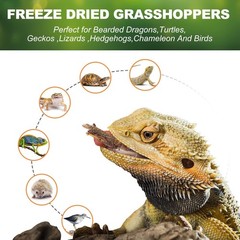 Dried Grasshoppers for Reptiles – All Natural High Protein Insect Treats for …