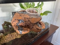 Reptile Magnetic Ledge With 5 Feeder Cups Small Desert