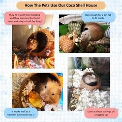 Raw Coconut Shell House for Gecko Snake Ball Python Reptile Hide