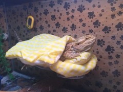 CHECKERED YELLOW LRG RESTING BED SET COVER ONLY NO FRAME BED 4 BEARDED DRAGON