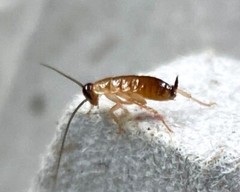 500+ Turkestan Red Runner Roaches ‘Blatta Lateralis’ – (1/4″ Live Feeder Insect)
