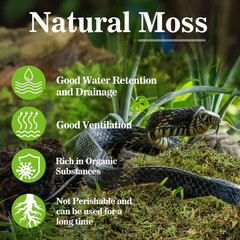 Sphagnum Moss for Reptiles – Terrarium Reptiles Moss Green Dried Peat Moss Habit