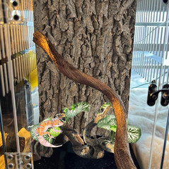 Branches for Reptiles,Crested Gecko Resin Climbing Tree Branch with Hideout Cave