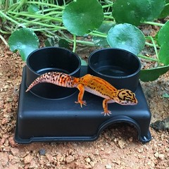 Reptile Shelter Leopard Gecko Hide Reptile Hides Caves Geckos