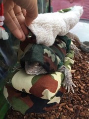 NEW CAMOUFLAGE PRINT LARGE ATTACHABLE RESTING BED SET SOFT COVER 4 BEARDEDDRAGON