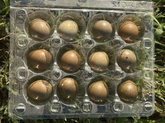 21 Fresh Infertile Button Quail Eggs for Snake Food, Reptiles or Crafts