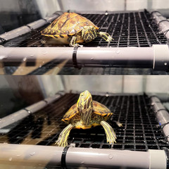 Turtle Tank Accessories Turtle Basking Platform for Aquatic Turtles Docks, 10″ W