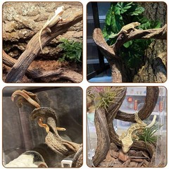 BNOSDM 3PCS Natural Reptile Climbing Branches Decor,0.8-1.2″ Thick Snake Clim…