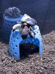 Hermit Crab Hideout Climbing Dome Cave Hermit Crab Pet Supplies Ornament Toys