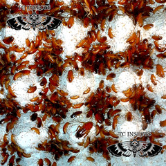 Medium Live Red Runner Turkestan Roaches 1/2” BULK Tarantula | Dubia Replacement