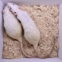 Combo Frozen Feeder Rats -5 Larges & 5 Jumbos -FREE S&H: Rodents! Reptiles Snake