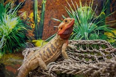 Reptology Lizard Lounger Corner Triangle with Ladder– 100% Natural Seagrass F…
