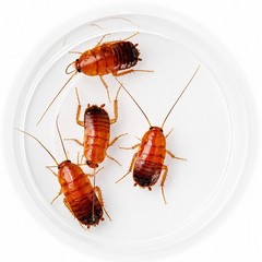 Reptile food-Turkestan Red Runner Feeder Roaches Dubia Crickets Worms