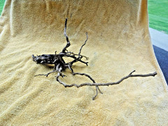 NATURAL SPIDER LIKE ROOT WOOD REPTILE TERRARIUM DECORATION ART GARDEN PET FLORAL
