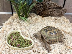 Holistic Tortoise Diet Fruit & Flower, 1.5 lbs for European & Russian Tortoises