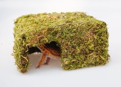 Leopard Gecko Tank Accessories Reptile Moss Hide Cave Adjustable Humid Tank