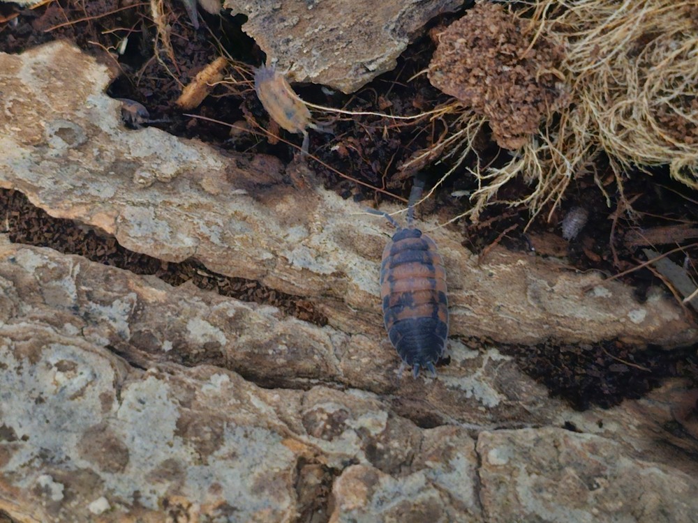 Porcellio Scaber Lava Isopods