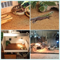Reptile Carpet Natural Coconut Fiber Tortoise Lizard Mat 3 Pack Pet Terrarium Li