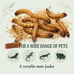 Medium Superworms 1-1.5 inch Live Feeder Insects | FREE SHIPPING & Live Arrival