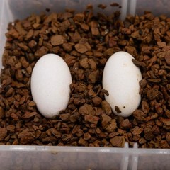 2 lb Hatch Incubation Clay – Moisture-Changing Substrate for Reptiles