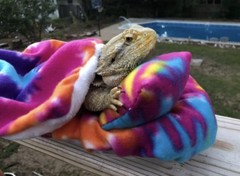 TYE DYE PRINT LARGE ATTACHABLE RESTING BED SET SOFT COVER 4 BEARDED DRAGON