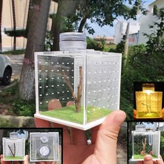 Jumping Spider w Decor House Acrylic Enclosure Salford Spoods Spider 2 SIZES [