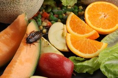 Dubia Roaches 100 Medium 1/2-3/4 in. Hand Count All Orders Plus 15%Over Count.