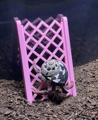Hermit Crab Climbing Ladder Hermit Crab Habitat Decor Ornament Accessories Toys
