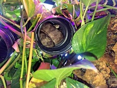 Corrugated Reptile hides For Arboreal Terrestrial Underground and Quarantining