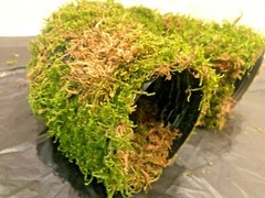Corrugated Reptile hides For Arboreal Terrestrial Underground and Quarantining