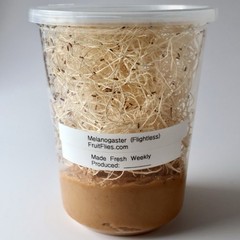 Black Melanogaster Flightless Fruit Flies – 32oz Master Culture Live Feeder