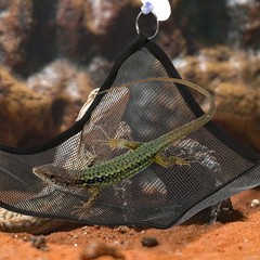 2Pcs Durable Mesh Reptile Hammock Black Pet Swing for Lizards Snakes
