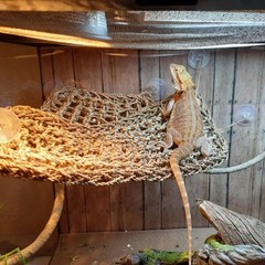 Reptile Hammock,Large Lizard Lounger, Bearded Dragon Tank Accessories Decoration