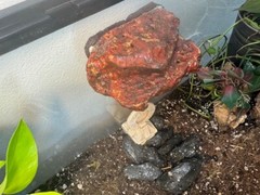 Magnetic Rock Ledges For Terrariums And Cages (Limited Edition) Small LAVA