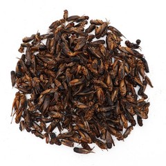 1 lb Dried Crickets Natural Insect Food for Reptiles Birds Chicken Fish Hamsters